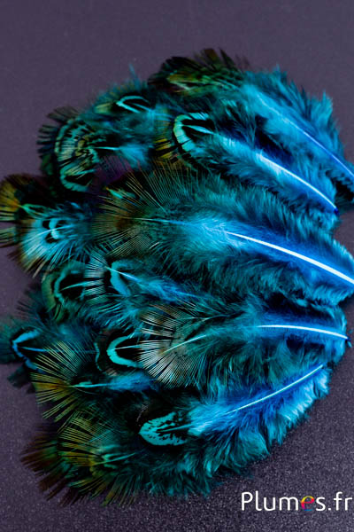 Faisan doré - 5-8 cm - menthe turquoise